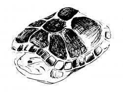 Drawing of a turtle fully pulled into its shell