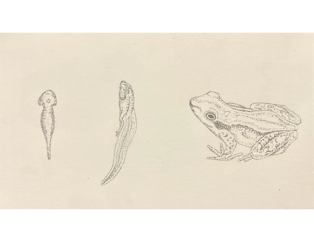 sketch of a frog in the three stages of maturing