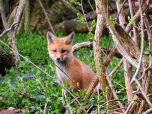 a photograph of a fox